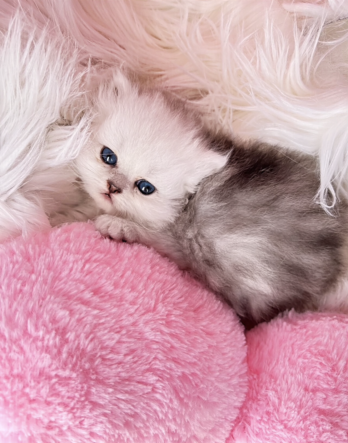 Silver Shaded Dollface Persian kitten